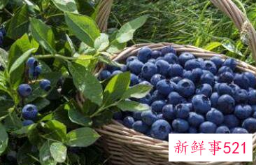 蓝莓的功效与作用吃法
