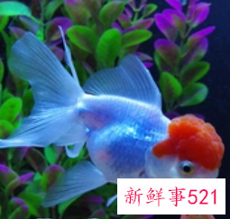 在家中如何养好金鱼