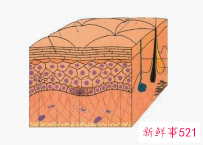 洗发水防脱发原理