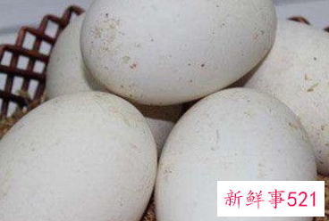 女性吃鹅蛋的功效