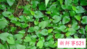 鱼腥草的功效作用