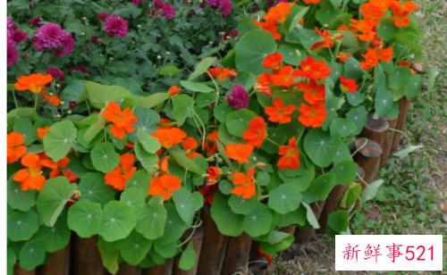 什么花适合9到10月播种