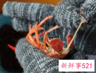 龙虾的烹饪方法