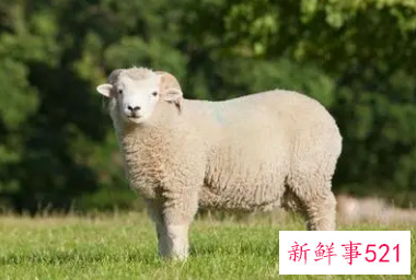 属羊人辛丑年吉祥颜色和忌讳颜色详细分析