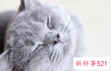 吸金聚财的宠物名字