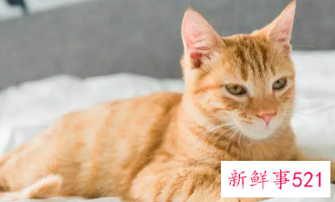 梦见给猫上药猫咪恨主人