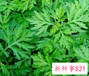艾草功效和作用