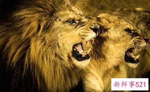 天平和狮子的配对指数