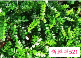 用植物驱赶蚊虫有驱蚊虫效果的植物