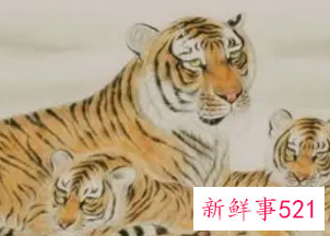 属虎1974女人今年命运