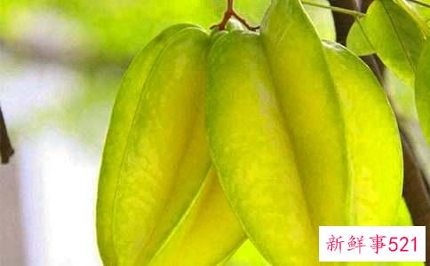 杨桃的功效与作用