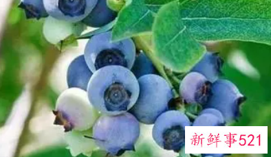 蓝莓的功效与作用吃法