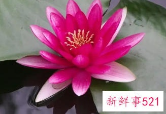 梦到荷花周公解梦