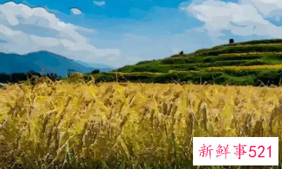 梦见稻田好不好