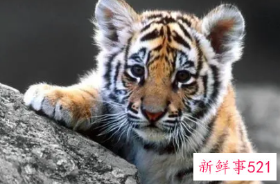 2022年属虎的小人是谁