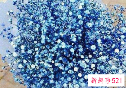 12星座守护花以及花语