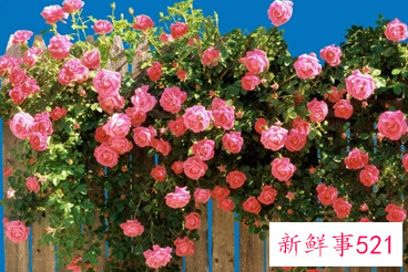 孕妇梦见蔷薇什么意思