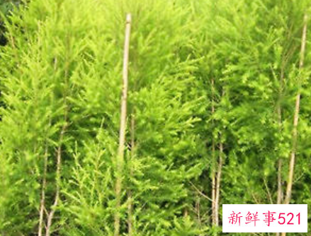 大规模栽种苗木的注意事项