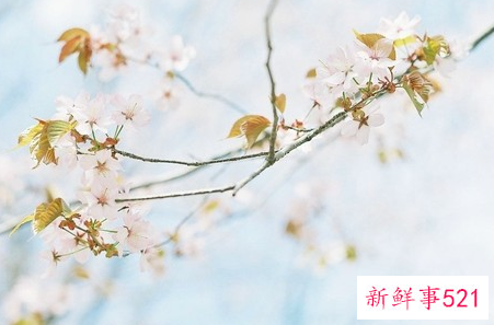 12星座女生肯为爱牺牲什么