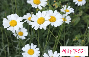 用植物驱赶蚊虫有驱蚊虫效果的植物