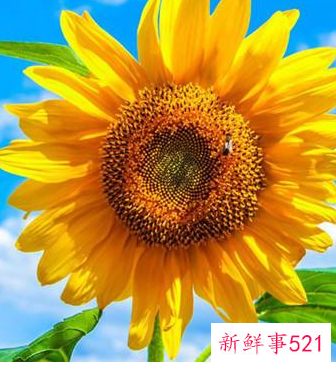 寓意好运的微信头像