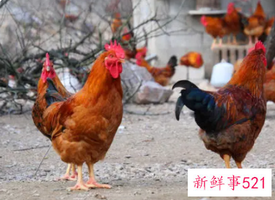 梦见鸡啄米是什么意思