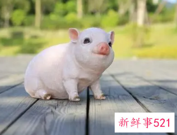 属猪带什么首饰