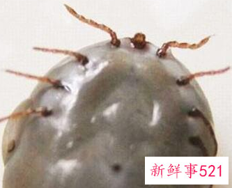 家里有蜱虫怎么办