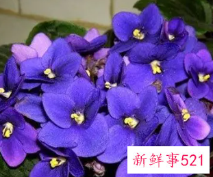 十二星座的守护花和花语