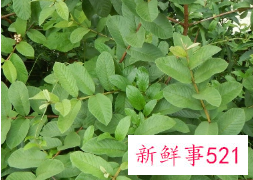 石榴叶泡水的功效与作用