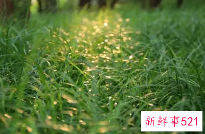 梦见很多青草是什么意思