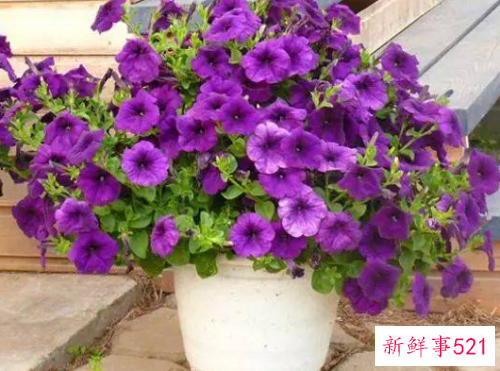 什么花适合9到10月播种