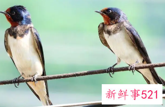 梦见燕子飞到自己身上