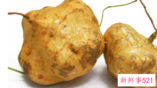 豆薯的养护知识