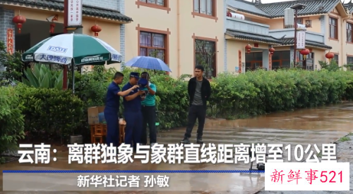 云南离群独象与象群距离增至10公里