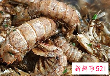 皮皮虾买回来怎么存放