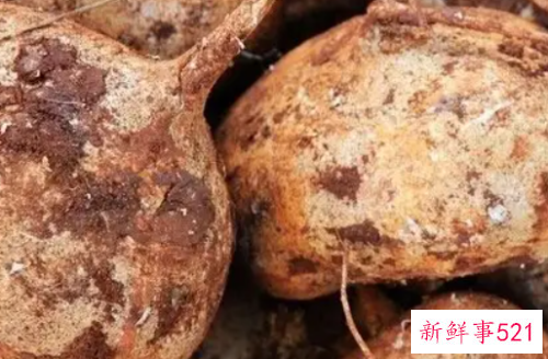 豆薯的养护知识