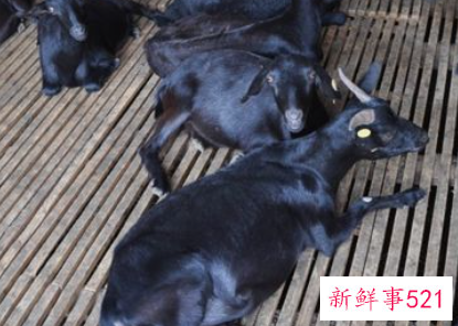 羊的精神是什么