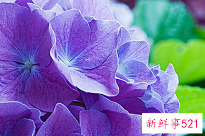 八仙花的栽种要点