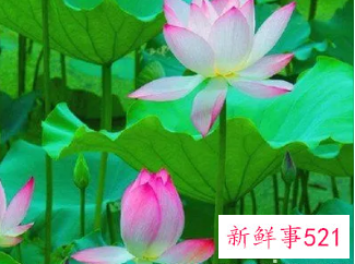 梦到荷花周公解梦