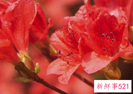 冬季在室内养什么花好