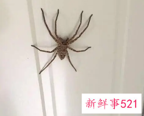 家里有蜘蛛表示吉祥吗