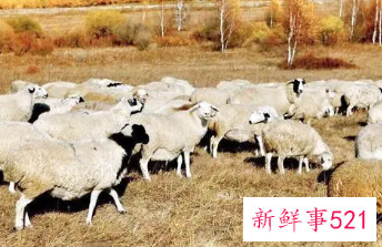 梦到山羊什么意思