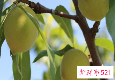 梦见杏有什么意思