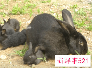 2023年是黑兔年生孩子