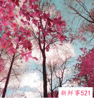 寓意好运的微信头像