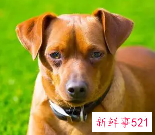 属狗人命中注定的另一半的特征