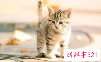 梦见给猫上药猫咪恨主人