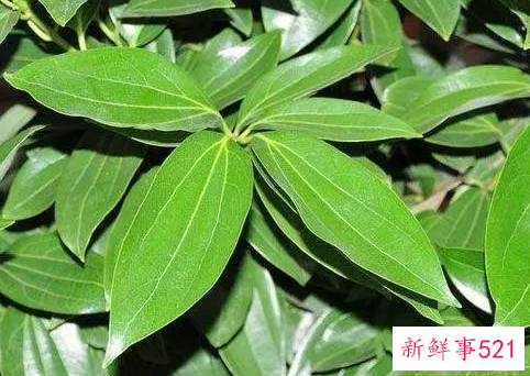 平安树的养殖方法和注意事项