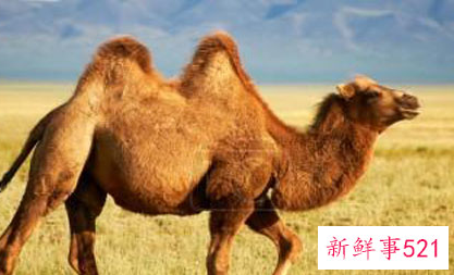 骆驼奶和牛奶可不可以一起做酸奶